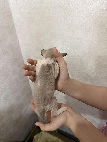 кел кел: Сфинкс, 1 айлык, Эркек — 4