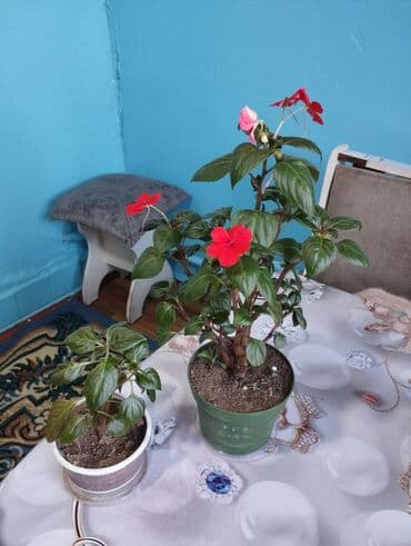 стол рабочий офисный: Продаю комнатные цветы цены разные от 250-500.обмен интересует на — 3