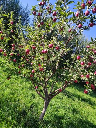 аренда дом кудайберген: 275000 соток, Бизнес үчүн — 4