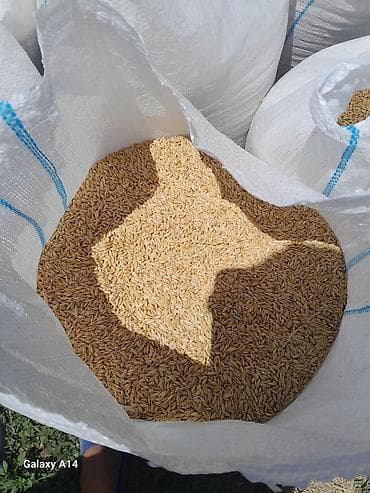 продам сахар: Арпа сатам таза арпа быйылкы жаны чабылды Сокулук Кун Туу айылы — 2
