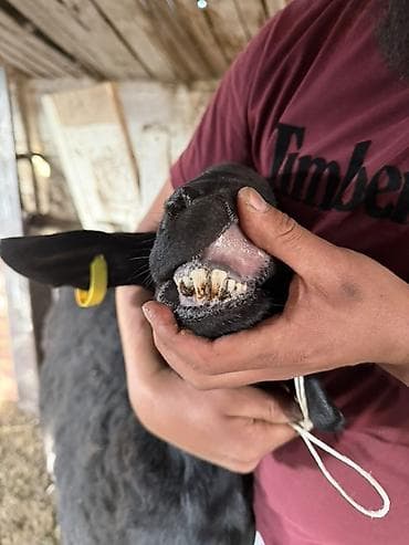 продается кашара: Продаю | Баран (самец) | Гиссарская | Для разведения | Племенные — 2