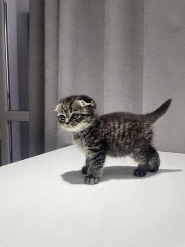 вислоухие котята фото: Скотиш Фолд (Шотландская вислоухая), 1 месяц, Мальчик, Приучена к лотку — 2