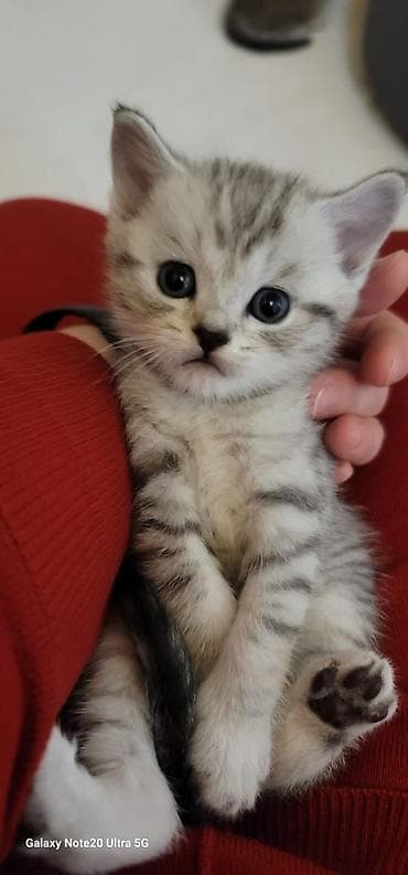 Мышыктар сатылат: Породистые котята скоттиш страйт и скотиш фолд, имеется документы — 5