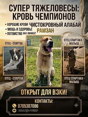 алабай иттер: 🔥 ТЯЖЕЛОВЕС РАМЗАН — Наследник Легендарного Малыша! (Вязка Алабай) — 2