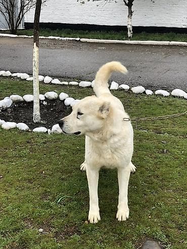 собаки немецкая овчарка: Среднеазиатская овчарка (Алабай), кобель, кремово-белый окрас. - — 2