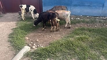 доска объявлений рыбы: Продаю | Корова (самка), Бык (самец), Тёлка — 1