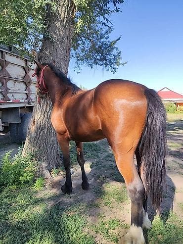 Кемирүүчүлөр: Сатам | Байтал | Жумушка — 4