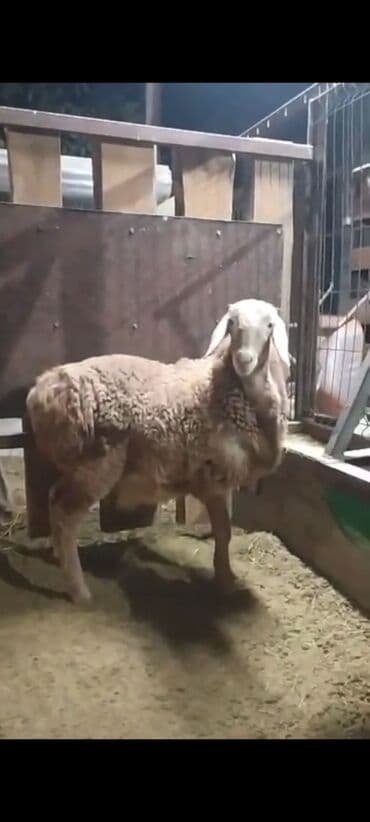 отдам котенка в добрые руки: Сатам | Козу, Кочкор (эркек) | Арашан | Көбөйтүү үчүн | Асыл тукумдуу — 2