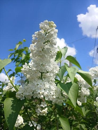 цветы сирень: Сирень садовая (Syringa vulgaris) — декоративные кустарники с крупными — 4