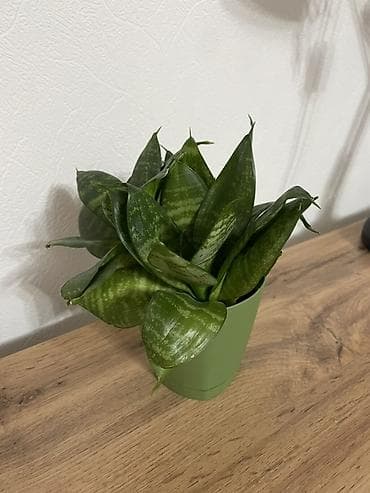 туп: Сансевиерия «Hahnii» - Компактный розеточный сорт с широкими зелёными — 2