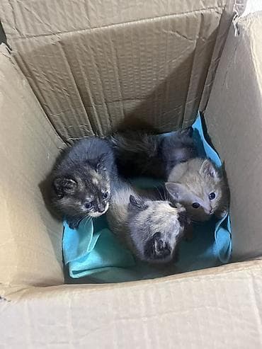 Бесплатно отдам в добрые руки недавно родившихся котят