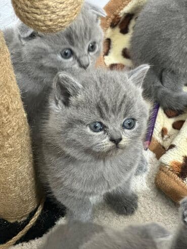 дойный коров: Продаются малыши- британской породы !вислоухие и страйты ! мама с — 3