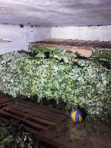 Хозтовары: Веники для бани из дуба - Классические дубовые веники, сформированные — 6