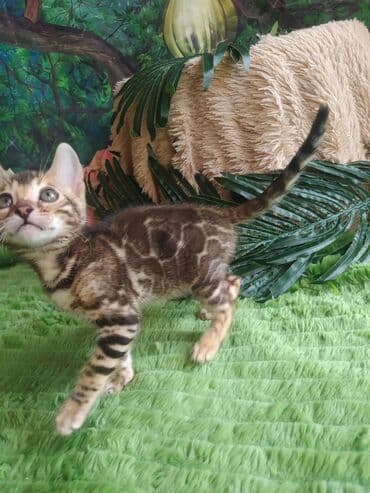 цена шотландского вислоухого кота: Бенгальская, 1 месяц, Мальчик, Приучена к лотку, Проглистована, С документами — 9