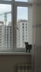 купить котенка сибирской породы: Кошка даром: Сибирская, 3 месяца, Девочка, Приучена к лотку, Проглистована — 5