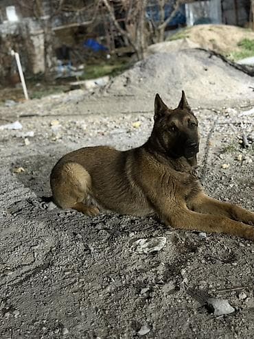 в связи с переездом отдам попугая жако в добрые руки: Бельгийская овчарка, 10 месяцев, Самец, С прививкой, С родословной — 2