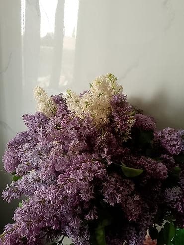 Срезанные ветви душистой сирени — пышные букетные связки в нежных