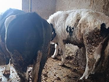 Уйлар, букалар: Сатам | Бука (эркек) | Бордоп семиртүү үчүн | Байланган — 4