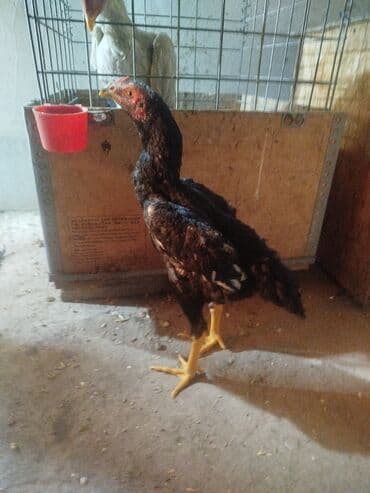 куда можно отдать кошку в бишкеке: Продаю | Куры — 2