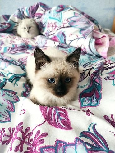 🐾 Чистокровный Шотландский прямоухий котёнок (Scottish Straight), 4