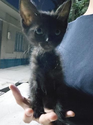 черные котята: Кошка даром: Беспородная, 1 месяц, Девочка, Приучена к лотку — 1
