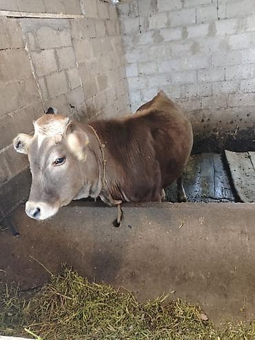 корм жем: Продаю | Бык (самец) | На откорм | Привязанные — 2