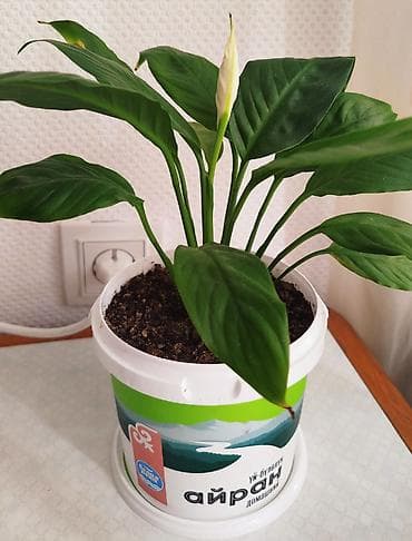 Спатифиллюм, женское счастье, большой Обильно цветущий- большой