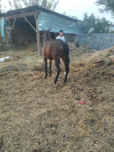 продажа щенков немецкой овчарки в бишкеке с документами: Продаю | Кобыла (самка) | Кара Жорго | Рабочий | Мерин — 2