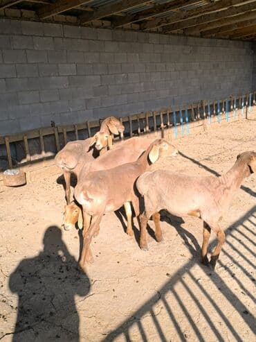 наполнитель для животных: Продаю | Ягненок | Арашан | Для разведения — 2