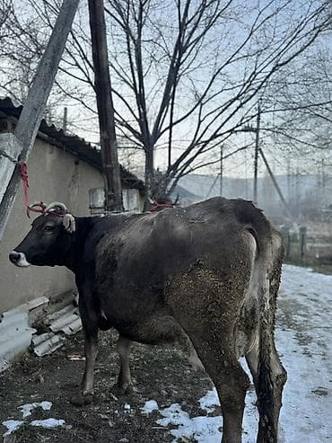 Dacia: Продаю | Корова (самка) | Для молока | Привязанные at lalafo.kg — 2 Dacia: Продаю | Корова (самка) | Для молока | Привязанные — 2