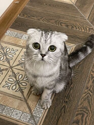 хайленд фолд: Вязка: Скотиш Фолд (Шотландская вислоухая), Девочка, 2 года, Черепаховый — 2