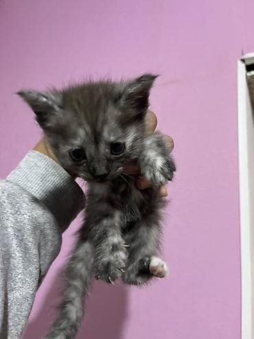 кошки маленькие: Отдам бесплатно в хорошие руки!!!!
Уже самостоятельно едят — 4