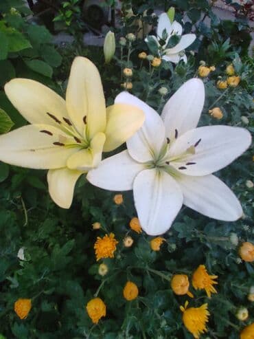 семена адениума купить: Көчөттөр гүлдүн: Флокстор — 10