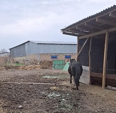 паран: Продаю | Кобыла (самка), Конь (самец), Жеребец | Полукровка, Першерон, Дончак | Рабочий | Племенные — 3