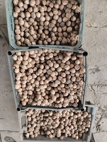 ковры в бишкеке дордой цены 2022 года: Грецкий орех в скорлупе - Орехи в натуральной скорлупе, просушенные — 1