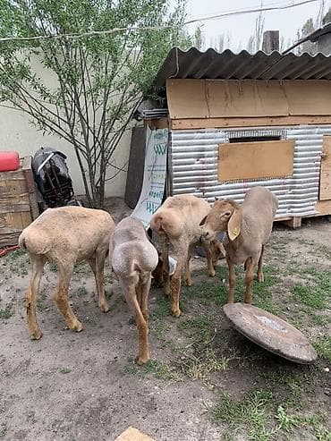продаю пластиковые ящики: Продаю | Овца (самка) | Арашан — 6