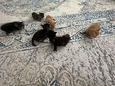 Котята домашние, помёт разной окраски: - рыжие (кремово‑рыжие) - at lalafo.kg Котята домашние, помёт разной окраски: - рыжие (кремово‑рыжие) -