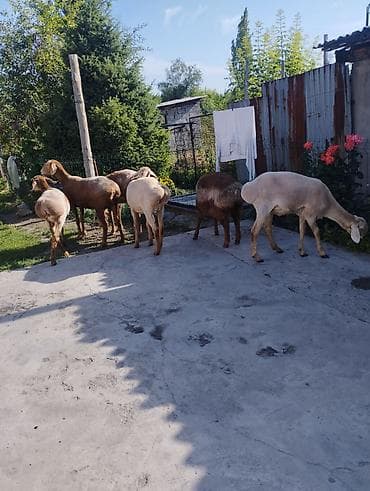 баран на зарез: Продаю | Ягненок | Арашан | Для разведения | Матка, Ярка — 3