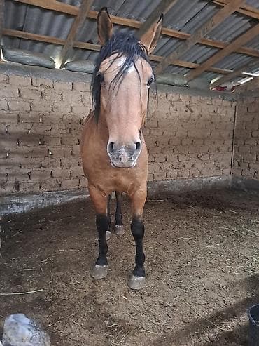 продажа лошадей в россии: Продаю | Жеребец | Рабочий — 2