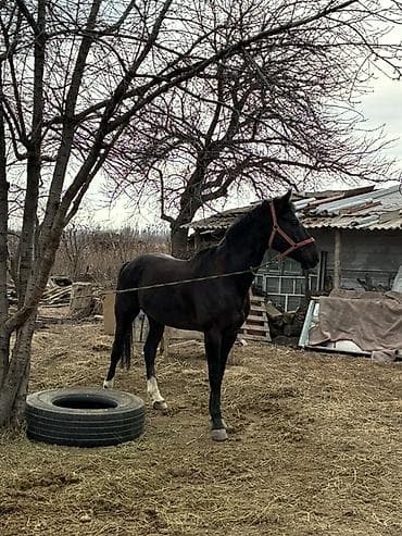 Продаю | Конь (самец) | Рабочий — 3