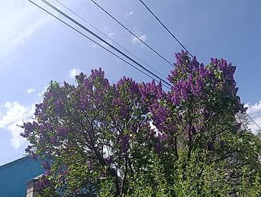 сирени: Продаю калированную Сирень ❤️❤️, с густым ароматным цветением — 3