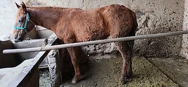 чистокровный лошади: Продаю | Кобыла (самка) | Полукровка | Для разведения — 2