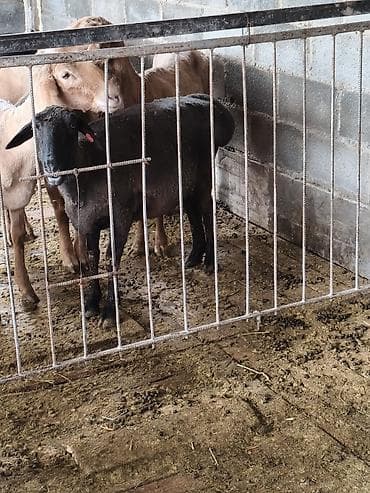 кошка кот: Продаю | Овца (самка) | На забой — 5