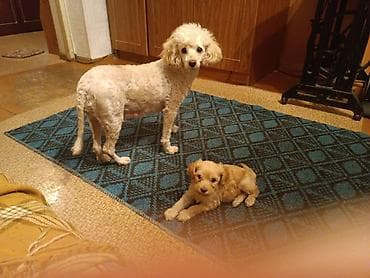 Щенки пуделя. 2 мальчика, 3 девочки. Возраст 5 недель. - Описание