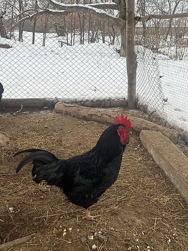 топоз сатылат: Сатам | Короздор | Көбөйтүү үчүн — 1