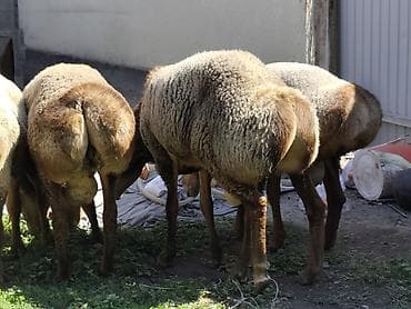 Үй жаныбарлары: Сатам | Кочкор (эркек) | Гиссар, Арашан — 5