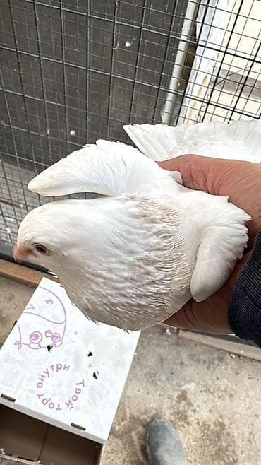 Үй жаныбарлары: Продаю рантастых голубей, 3 самца и пара племенной — 1