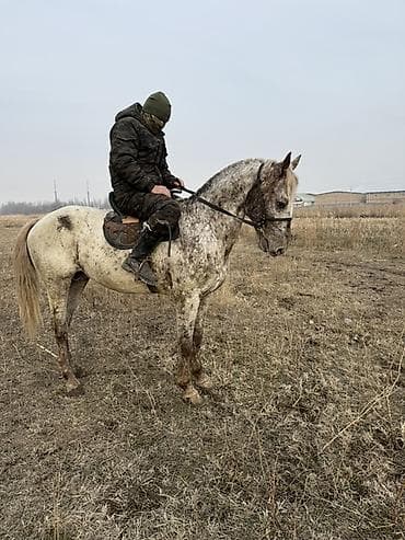 Зоотовары: Продаю | Жеребец | Полукровка | Рабочий — 3