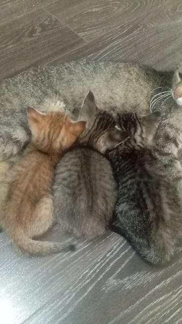 кошки коты котята: Очаровательные котята от домашней кошки. - Помёт из трёх малышей: два — 2