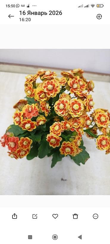 Каланхоэ Каландива (Kalanchoe blossfeldiana), махровые сорта. -